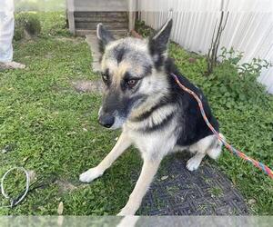 German Shepherd Dog Dogs for adoption in Houston, TX, USA