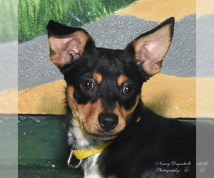 Chihuahua Dogs for adoption in Rohnert Park, CA, USA