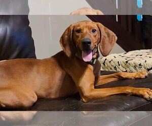 Redbone Coonhound-Unknown Mix Dogs for adoption in Fairmont, WV, USA