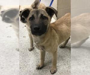 German Shepherd Dog-Unknown Mix Dogs for adoption in Conroe, TX, USA