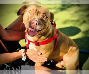 American Pit Bull Terrier-Labrador Retriever Mix Dogs for adoption in Orlando, FL, USA