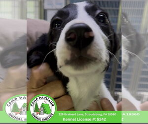 Border Collie-Unknown Mix Dogs for adoption in Stroudsburg, PA, USA