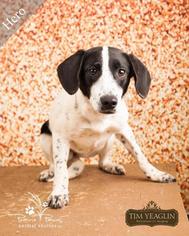 Beagle Dogs for adoption in Ottawa, KS, USA