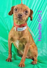 Chiweenie Dogs for adoption in Griffin, GA, USA