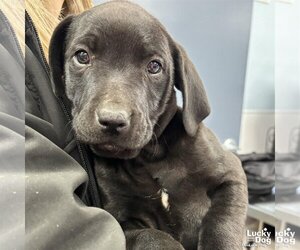 Mastador Dogs for adoption in Washington, DC, USA