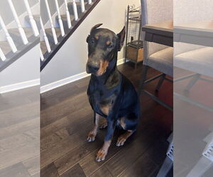 Doberman Pinscher Dogs for adoption in Buffalo, MN, USA