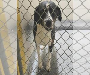 Mutt Dogs for adoption in Anchorage, AK, USA