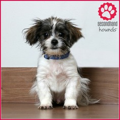 Zuchon Dogs for adoption in Eden Prairie, MN, USA