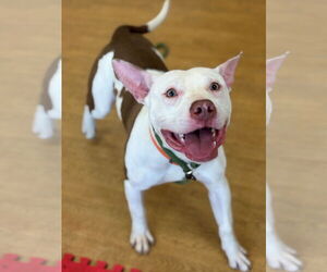 American Pit Bull Terrier-Unknown Mix Dogs for adoption in Virginia Beach, VA, USA