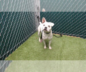 French Bulldog-Unknown Mix Dogs for adoption in Downey, CA, USA