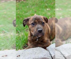 Bullboxer Pit Dogs for adoption in Wyoming, MI, USA