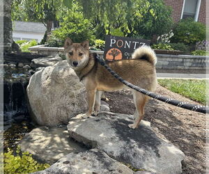 Shiba Inu Dogs for adoption in Lancaster, PA, USA