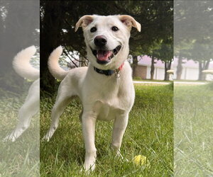 Chihuahua-Unknown Mix Dogs for adoption in Grafton, WI, USA