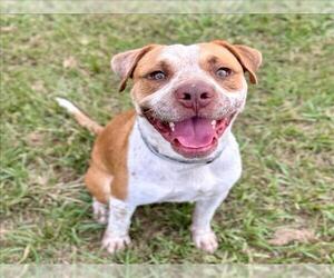 American Pit Bull Terrier-Unknown Mix Dogs for adoption in Conroe, TX, USA
