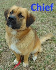 Small Anatolian Shepherd