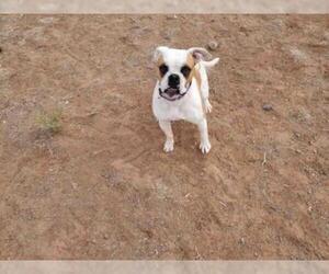 Bulldog Dogs for adoption in Santa Fe, NM, USA