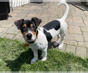 Chihuahua-Labrador Retriever Mix Dogs for adoption in New Albany, OH, USA