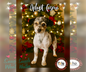 Medium Photo #2 Mutt Puppy For Sale in Menifee, CA, USA