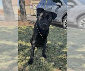Labrador Retriever-Unknown Mix Dogs for adoption in Houston, TX, USA