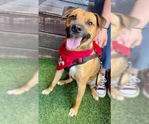 Black Mouth Cur-Unknown Mix Dogs for adoption in Oakhurst, NJ, USA