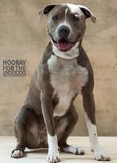 Medium Photo #1 American Staffordshire Terrier-Unknown Mix Puppy For Sale in Dallas, TX, USA