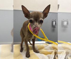 Chihuahua-Unknown Mix Dogs for adoption in Las Vegas, NV, USA