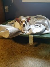 Rat-Cha Dogs for adoption in Millington, TN, USA
