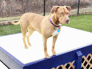 Unknown-Vizsla Mix Dogs for adoption in Hampton Bays, NY, USA
