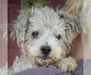 Mutt Dogs for adoption in Huntley, IL, USA