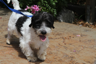 Jack Russell Terrier Dogs for adoption in Newport Beach, CA, USA
