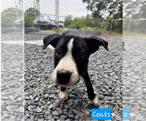 Mutt Dogs for adoption in Albemarle, NC, USA