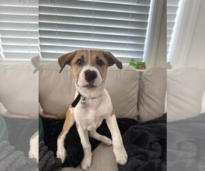 Labrador Retriever-Unknown Mix Dogs for adoption in Royal Palm Beach, FL, USA