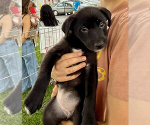 Labrador Retriever-Unknown Mix Dogs for adoption in Gilberts, IL, USA