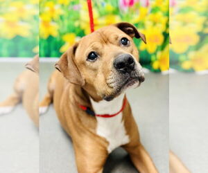 American Pit Bull Terrier Dogs for adoption in Jackson , NJ, USA