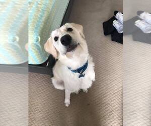 Golden Labrador Dogs for adoption in Durham, NC, USA