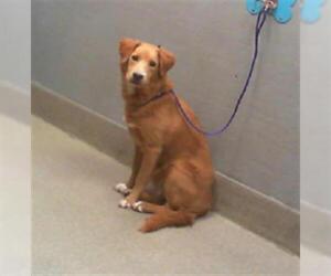 Golden Retriever-Unknown Mix Dogs for adoption in Las Vegas, NV, USA