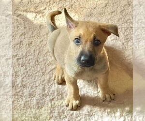 Black Mouth Cur-Unknown Mix Dogs for adoption in Denton, TX, USA