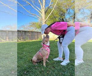 Mutt Dogs for adoption in Aurora, CO, USA