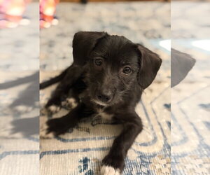 Chihuahua-Unknown Mix Dogs for adoption in Wheaton, IL, USA