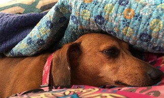Dachshund Dogs for adoption in Reeds, MO, USA