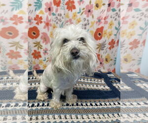 Maltese-Unknown Mix Dogs for adoption in Chico, CA, USA