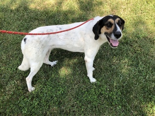 Small German Shepherd Dog Mix