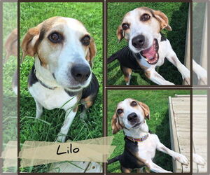 Beagle-Unknown Mix Dogs for adoption in Pierceton , IN, USA