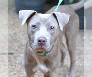 Mutt Dogs for adoption in Enfield, CT, USA