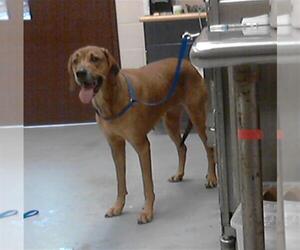 Black Mouth Cur-Unknown Mix Dogs for adoption in Fayetteville, NC, USA