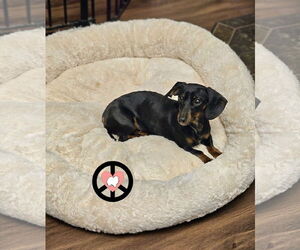 Dachshund Dogs for adoption in Lebanon, PA, USA