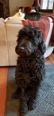 Goldendoodle Dogs for adoption in Bellevue, WA, USA