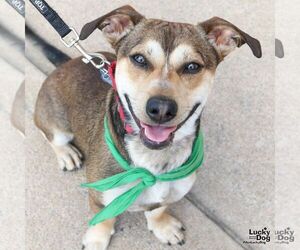 Beagle-Unknown Mix Dogs for adoption in Washington, DC, USA