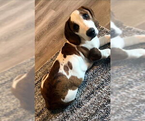 Bagle Hound Dogs for adoption in Deepwater, NJ, USA