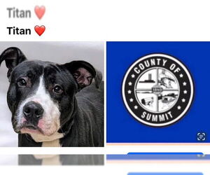 American Pit Bull Terrier Dogs for adoption in Akron, OH, USA